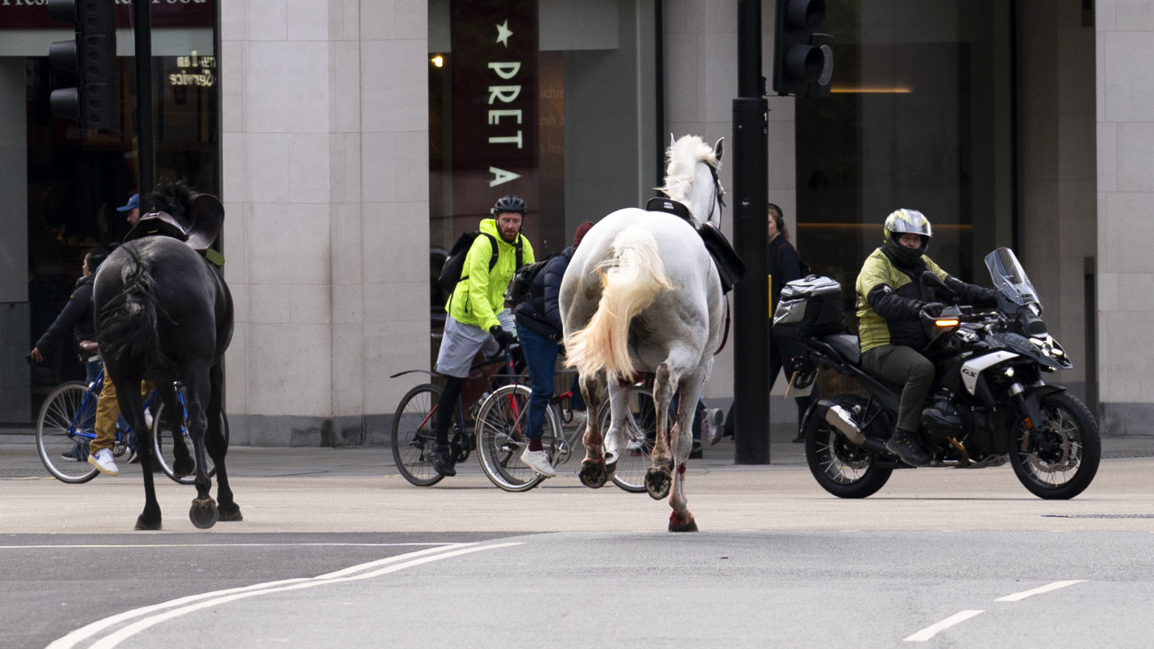 Two horses on the loose bolt through the streets of London near Aldwych. Picture date: Wednesday April 24, 2024. (Photo by Jordan Pettitt/PA Images via Getty Images)