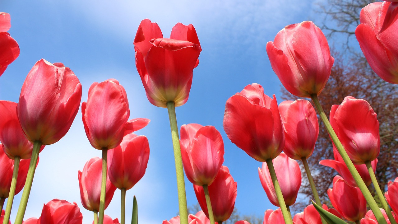 virág piros tulipán tavasz időjárás