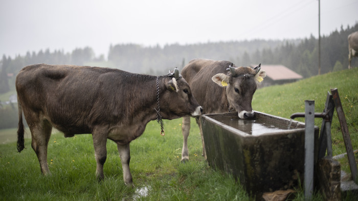 Gyilkoltak a tehenek Ausztriában