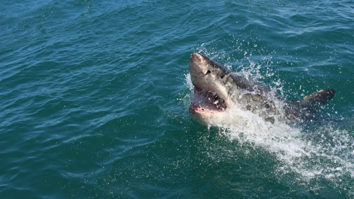 Mint a filmeken, amerikai tinédzser lábára támadt egy cápa