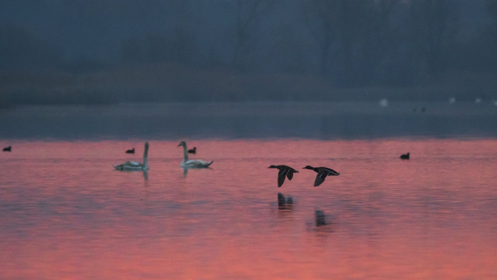 Elképesztő eset a Kis-Balatonnál, tragikus a helyzet - videó