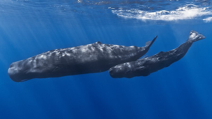 A mesterséges intelligencia felturbózza a bálnatolmácsolást
