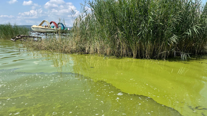 HUN-REN: a kánikula nem okoz a Balatonban algavirágzást