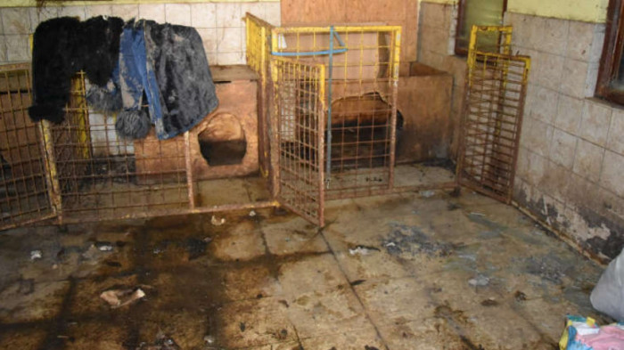 Borzasztó körülmények között tartottak kutyákat Gyöngyösön, az egyiknek amputálni kellett a lábát – fotó