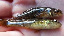 Kicsi, de iszonyatosan veszélyes hal jelent meg a Balatonnál