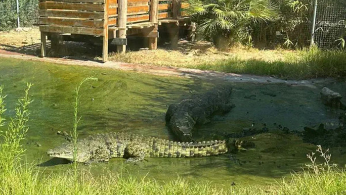 Krokodil támadt egy gondozóra a jeruzsálemi állatkertben - videó