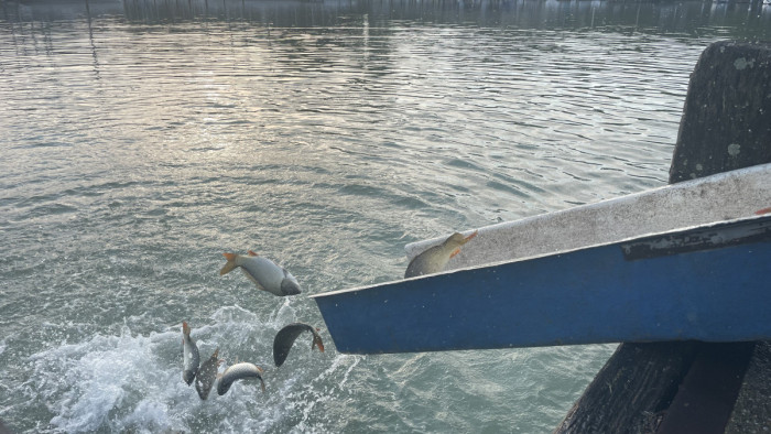 Zuhantak a pontyok a Balatonba