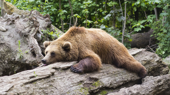 Fél év alatt 200 medvét ejtettek el Szlovákiában, egészségi állapotuk egyre aggasztóbb