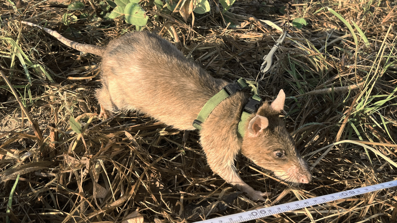 03 May 2024, Angola, Calulo: Rat Baraka, who has been fitted with a harness, sniffs for buried explosives in a minefield. The rodent is one of twelve giant hamster rats that sniff out landmines underground in Angolas Kwanza Sul province for the Belgian organization Apopo. They are called hero rats. Photo: Kristin Palitza/dpa (Photo by Kristin Palitza/picture alliance via Getty Images)