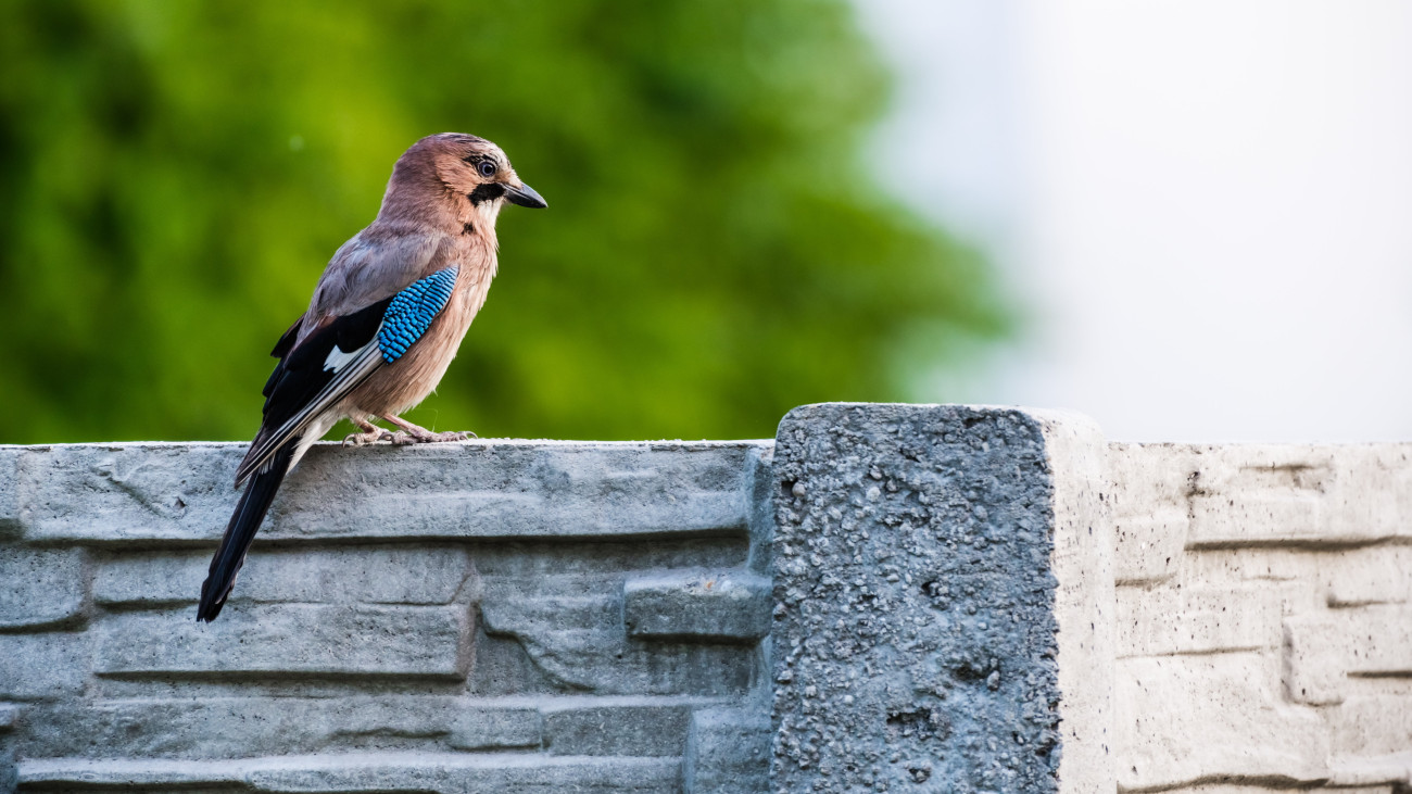 Szigetszentmiklós, 2023. május 28. Szajkó ül egy kert kerítésén. A szajkó, más néven európai szajkó (Garrulus glandarius) a madarak osztályának verébalakúak rendjébe és a varjúfélék családjába tartozó faj. Közismert népies neve a mátyásmadár vagy mátyás szajkó, egyes vidékeken mátyás, illetve matyi madár néven is ismert. Változatos énekét érdes, nyávogó, fütyülő hangok keveréke alkotja. Kiváló hangutánzó, legtöbbször az ölyv vijjogását hallatja, de más állatok hangját valamint egyéb hangokat is képes utánozni. MTVA/Bizományosi: Faludi Imre