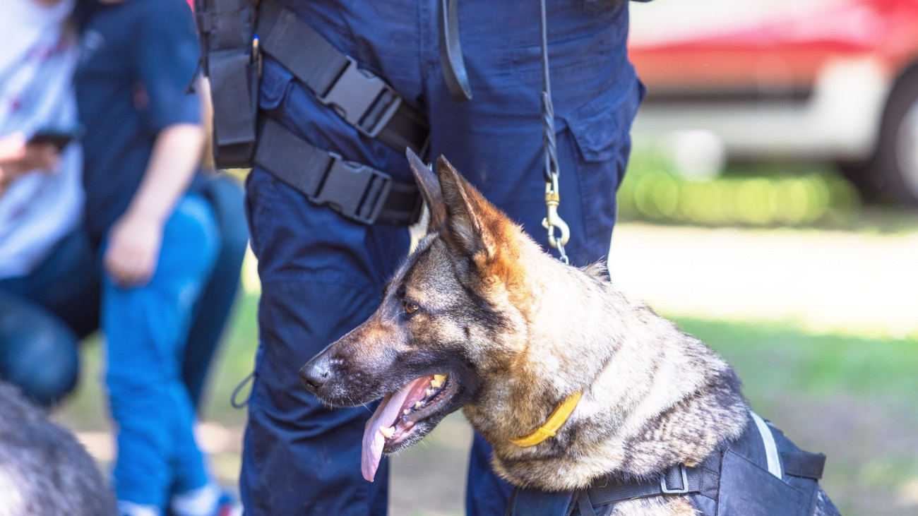 Police dog K9 canine German shepherd with policeman in uniform on duty