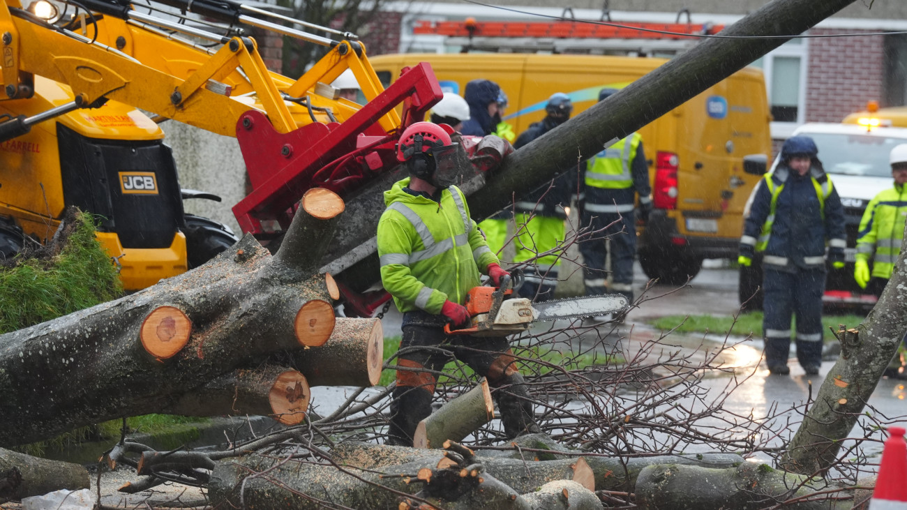 Workers clearing a fallen tree on Grove Park Drive in Dublin as ESB networks continue to reconnect homes and businesses across the country after Storm Eowyn wreaked havoc throughout the country. Picture date: Sunday January 26, 2025. (Photo by Brian Lawless/PA Images via Getty Images)