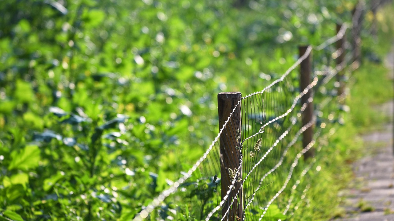 kerítés növények zöldítés kert telek allergia