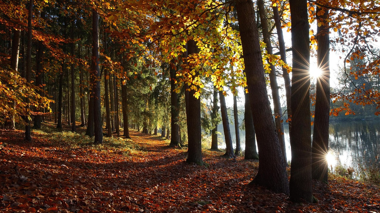 ősz erdő falevelek sétány naplemente