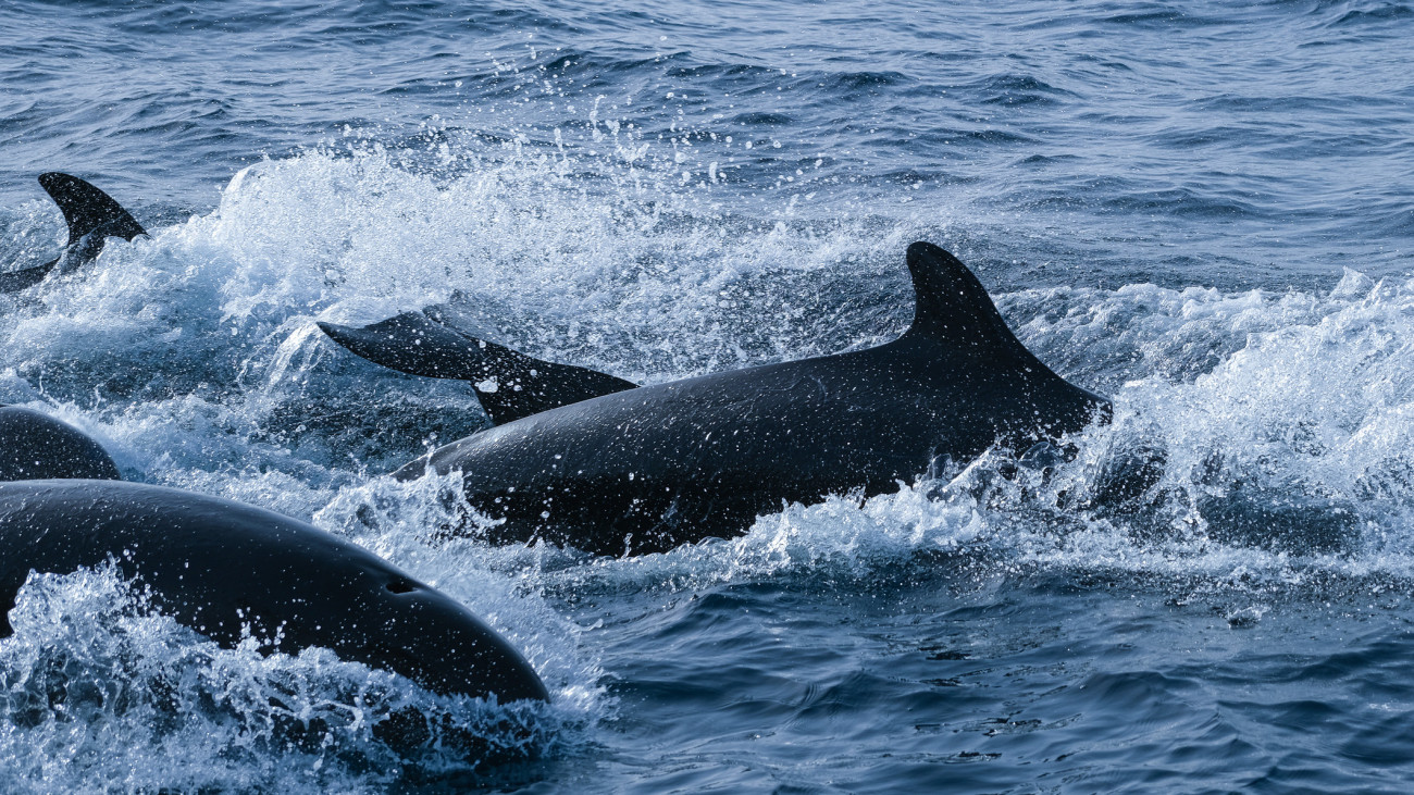 five indivdual false killer whales create a lot of splashing while feeding on tuna.