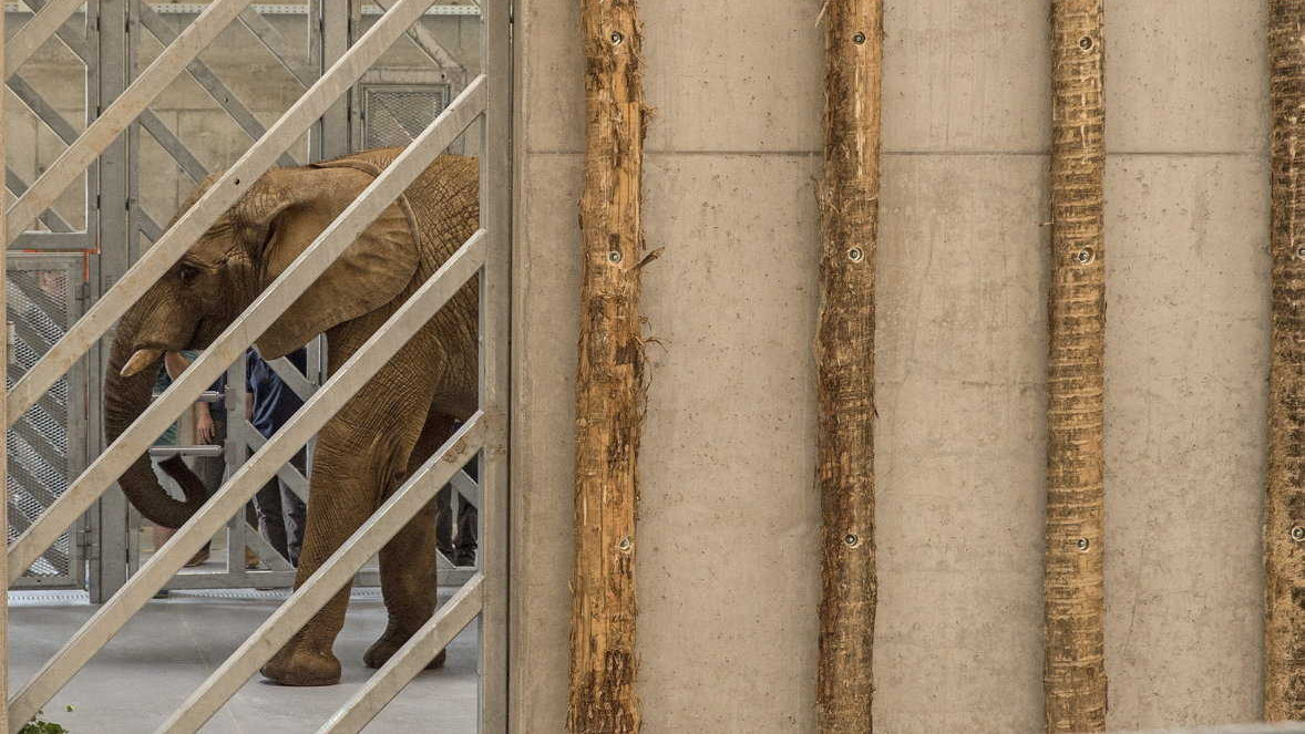 A győri Xantus János Állatkert első afrikai elefántja (Loxodonta africana) 2021. június 4-én. A Bou-Bou névre keresztelt, tizenöt éves elefántbika a franciaországi La Fléche állatkertjéből érkezett Győrbe.