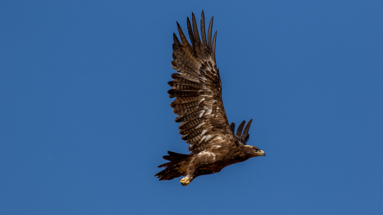 eastern imperial eagle  flying