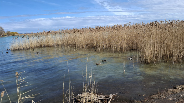 Kritikus határt lépett át a Balaton, erre vártak a szakemberek
