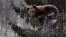 Kerítést mászott a pánikba esett medve – videó