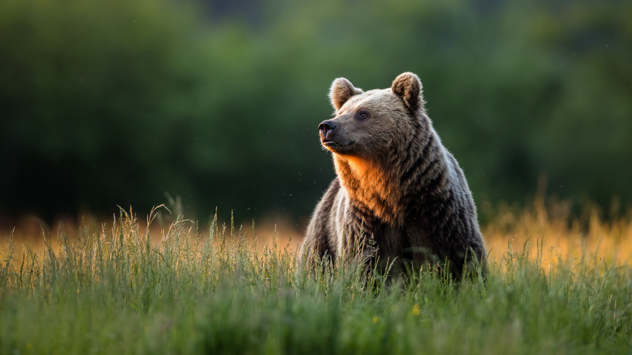 barna medve / Large Carpathian brown bear portrait.  Wild animal.