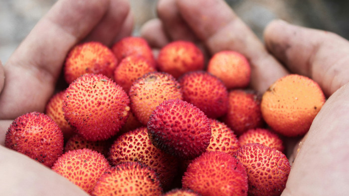 Ha ilyen gyümölcsöt vett, nehogy megegye!