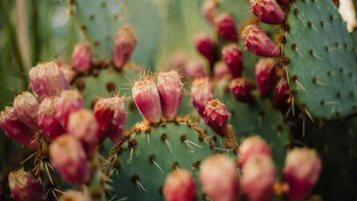 Nem tévedés: kaktuszinvázió Magyarországon