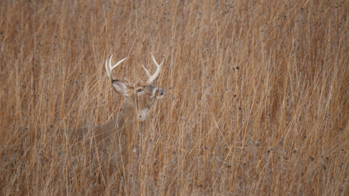 Döbbenetes károkat okoznak a nagyvadak, kezd fogyni a türelem