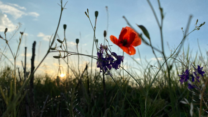 Éghajlatváltozás - teljesen átalakulhat a Homokhátság megszokott növényvilága