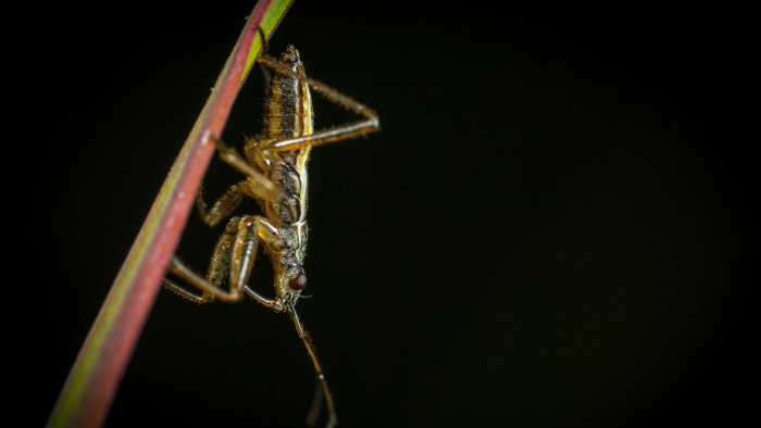 Nem vicc, tényleg bátor vagy, ha megnyalod a tücsökfagyit a Balatonnál