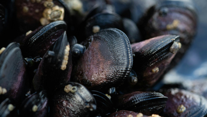 Felforgatja a Balatont a kvagga kagyló