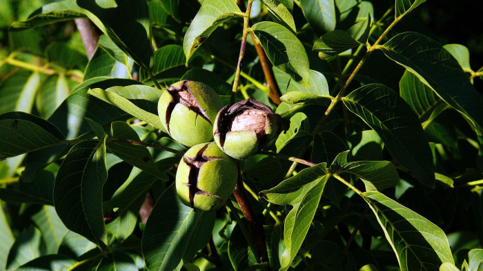 Ismét támad a fagyilkos, de lehet ellene védekezni