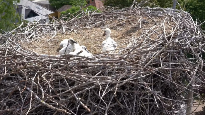 Különleges riasztást kaptak a tűzoltók, rövid időn belül kétszer – videó