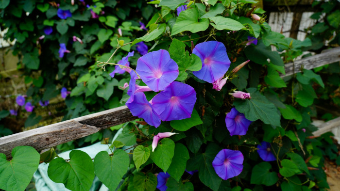 Színes kis virág a drogok szürke zónájában