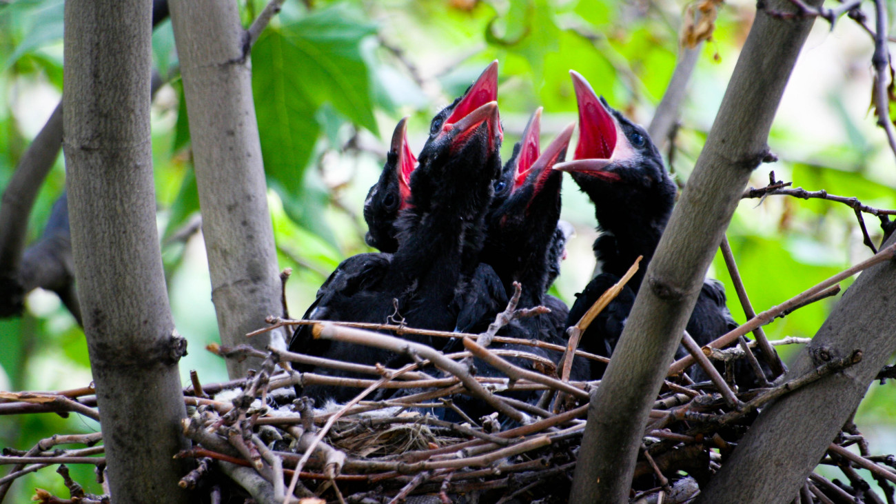 Corvus crow bird nest on tree.