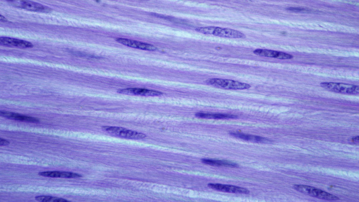 Sokkoló felfedezés: így nőhetnek vissza a végtagok