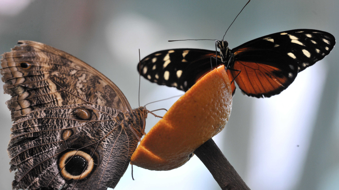 Pillangók a Fővárosi Állat- és Növénykert Lepkekertjében 2020. július 12-én. A budapesti állatkert szezonális bemutatóhelye, a Lepkekert általában június elejétől látogatható szeptember végéig. Idén azonban a koronavírus-járvány miatt a lepkekerti szezon csak most kezdődhetett el. A 240 négyzetméternyi Lepkekert 1200 köbméternyi légterében 19 színpompás trópusi lepkefaj több mint négyszáz egyede látható.
