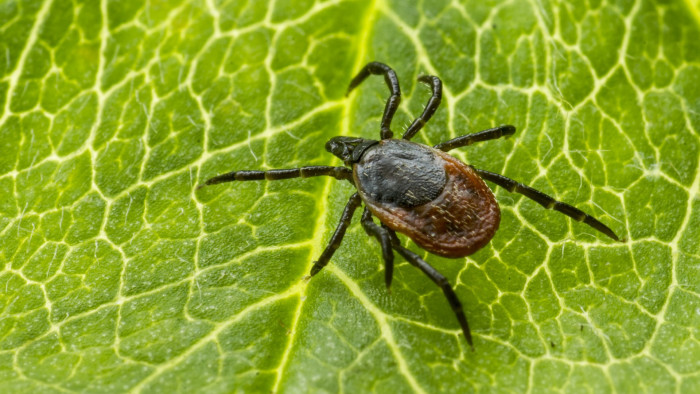 Videó - Csakis így szedjük ki a kullancsot!
