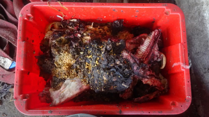 Horrorüzemre bukkantak a hatóságok – videó