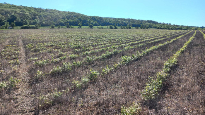 A novemberi május nagyon jót tett az erdőknek és a facsemetéknek