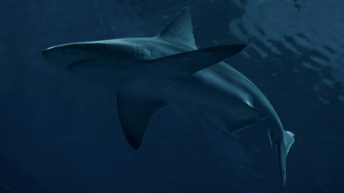 Ritka, de annál rettegettebb ragadozó bukkant fel az Adrián