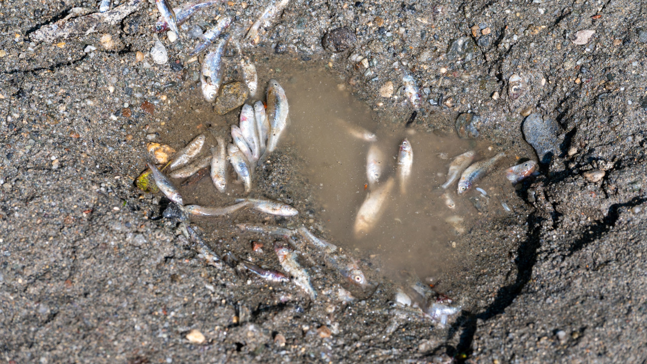 Elpusztult halak a parajdi sóbánya katasztrófája miatt sós vízzel szennyeződött erdélyi Kis-Küküllő folyó partján a Maros megyei Makfalva és Szolokma között 2025. június 13-án.