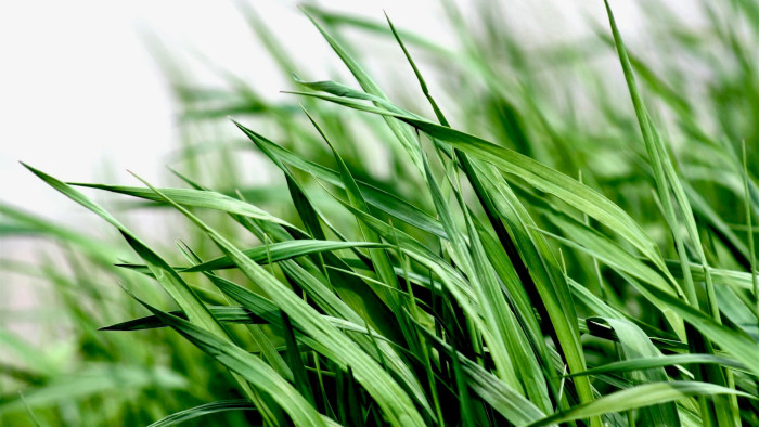 Kiszáradt a tó, hamar átvette a helyét egy különleges növény