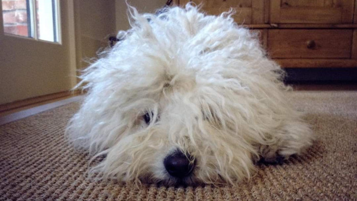 Elpusztult Mark Zuckerberg magyar kutyája