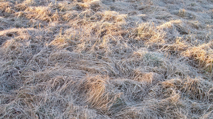 Nagy területen okoztak természeti károkat a budaörsi gyomirtózók