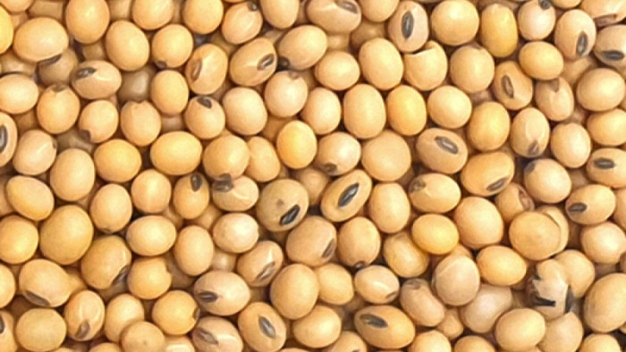 Európai Bizottság: jöhet a génmódosított szójabab