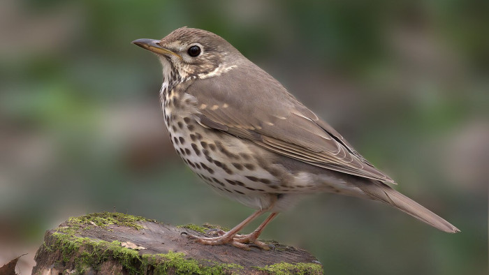 Július 25-ig tart a madarak versenye