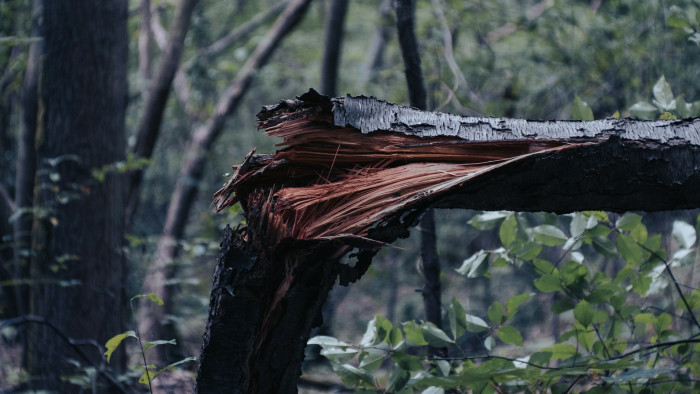Maga próbálta feldarabolni a viharban kidőlt fáját, végzetes baleset lett belőle