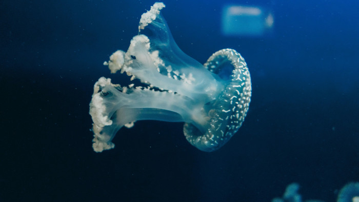 Különleges állatra bukkant egy horgász a Hármas-Körösben