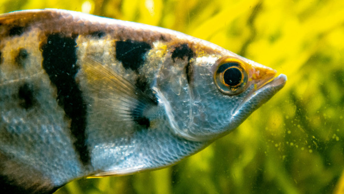 Betolakodók lepik el a magyar vizeket, ebből még nagy baj lesz