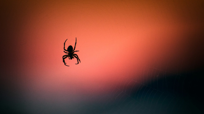 Pókmarás miatt került kórházba egy magyar úszó Szingapúrban